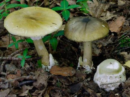 Amanita-phalloides_03